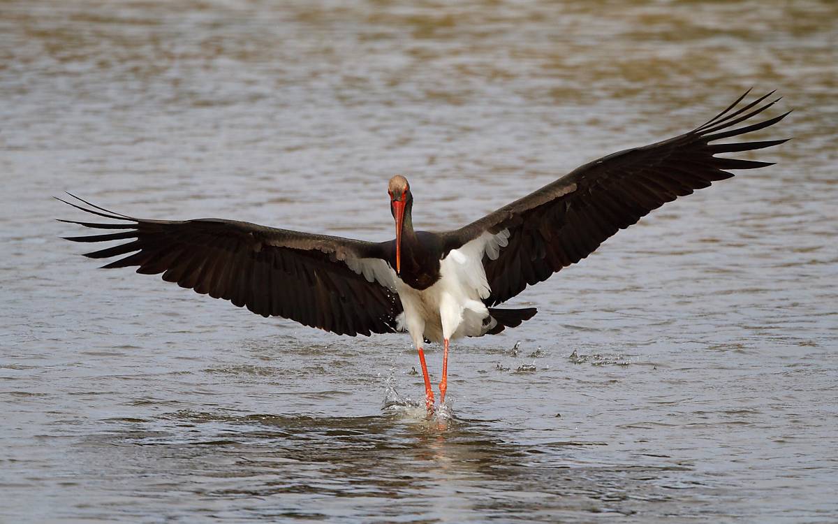 Der Schwarzstorch *(Ciconia nigra)* profitiert von den Maßnahmen, denn er benötigt viel Wasser und Feuchtgebiete, um Nahrung und Schutz zu finden.