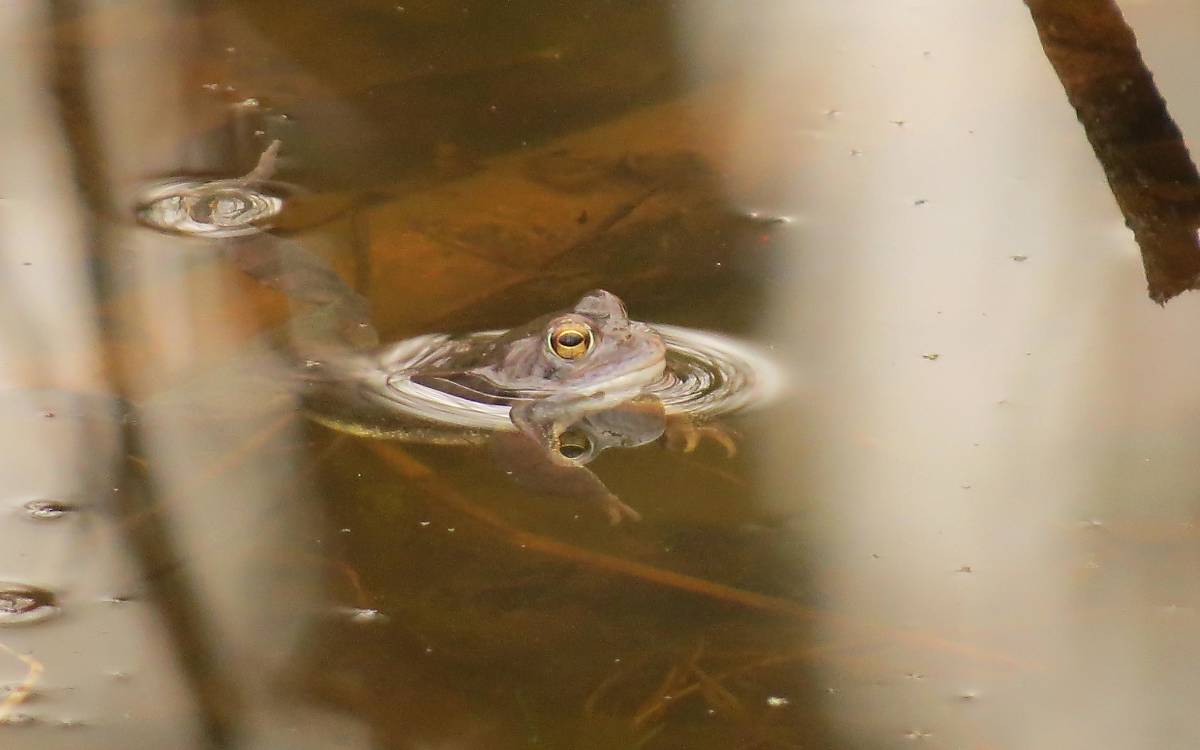 Ein typischer Bewohner eines Feuchtgebiets – der Moorfrosch *(Rana arvalis)*