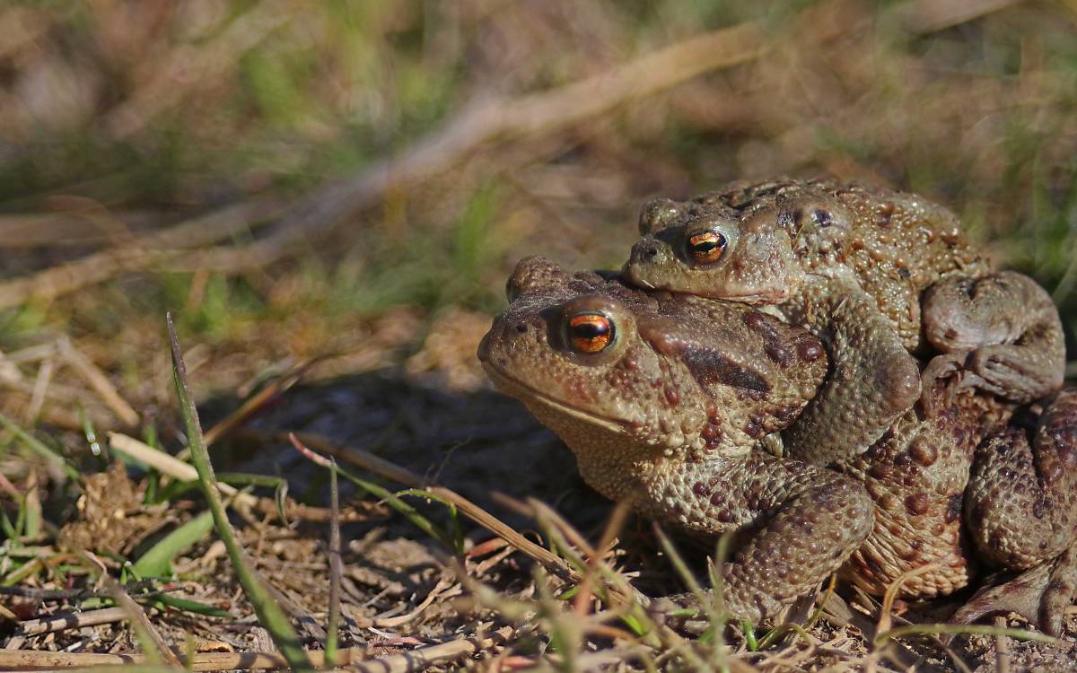 Erdkröte (Bufo bufo) Foto: Michael Tetzlaff