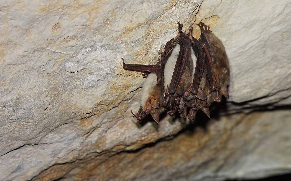 Gruppe Große Mausohren (Myotis myotis) hängt an der Decke in ihrem Winterquartier.