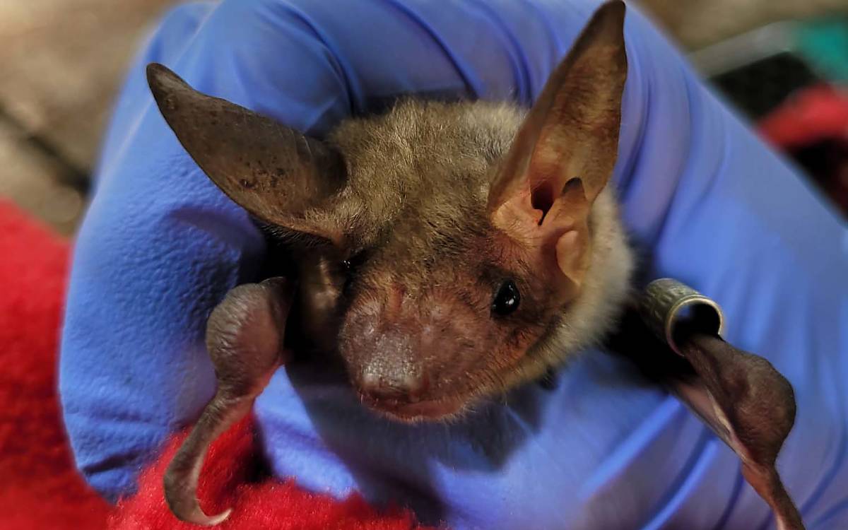 Die Großen Mausohren *(Myotis myotis)* bekommen Armklammern – ähnlich der Beringung wie zum Beispiel bei Vögeln.