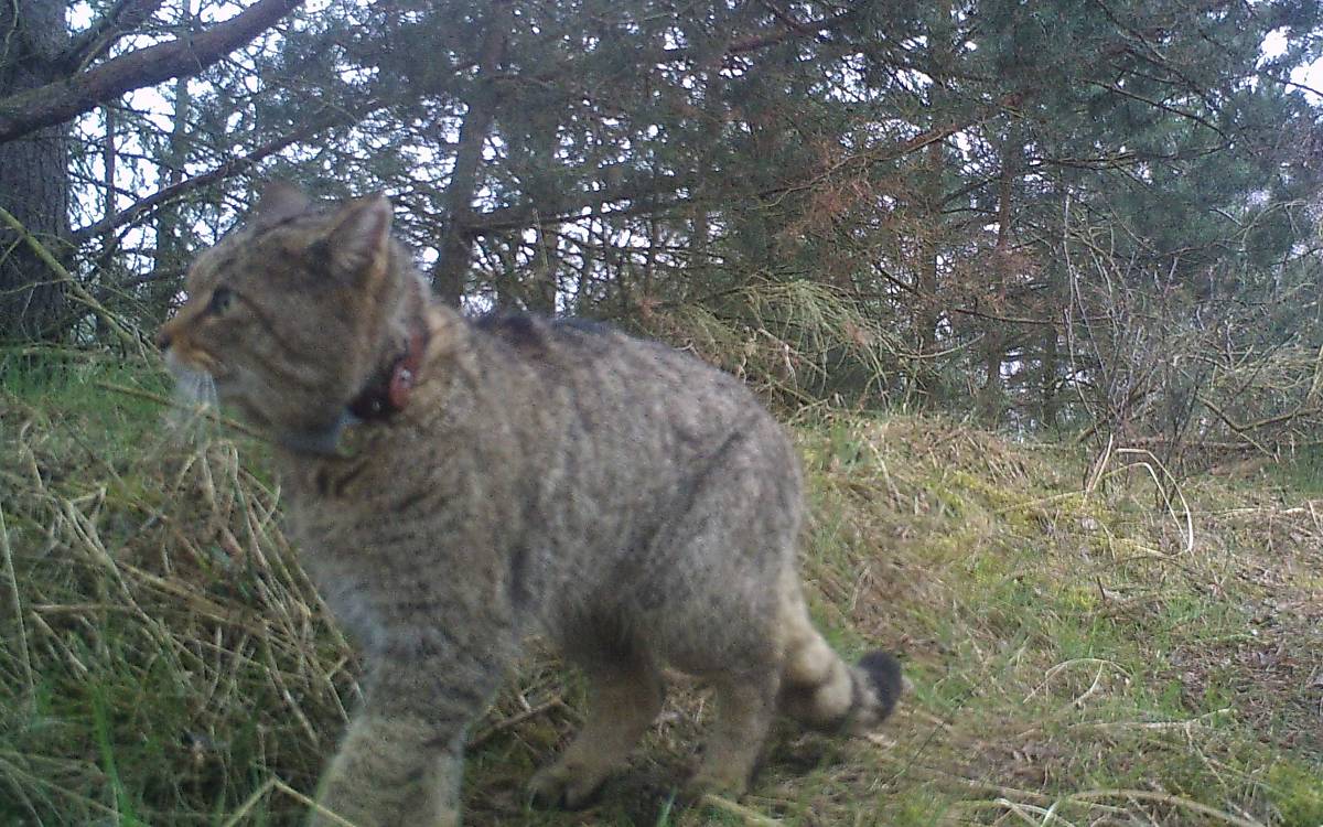 aufnahmen-von-wildkameras_wildkamera-4-wildkatze_malte-goetz