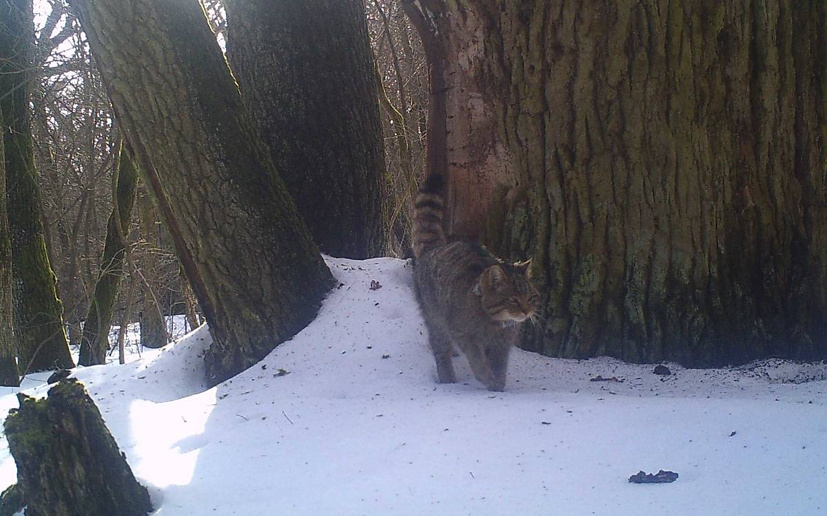 aufnahmen-von-wildkameras_wildkamera-3-wildkatze_malte-goetz