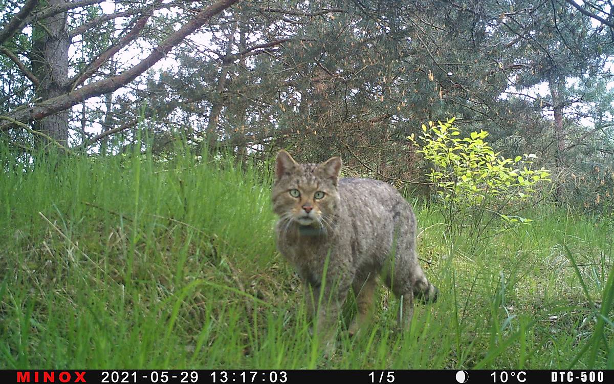 Aufnahme einer Wildkatze mit einer Wildkamera Foto: Malte Götz