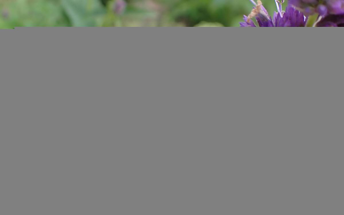 Steinhummel (Bombus lapidarius)