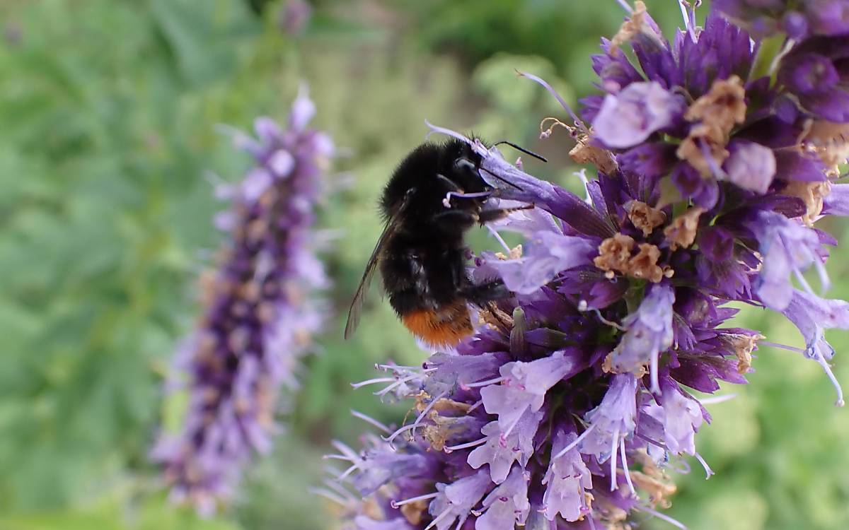 Steinhummel (Bombus lapidarius)