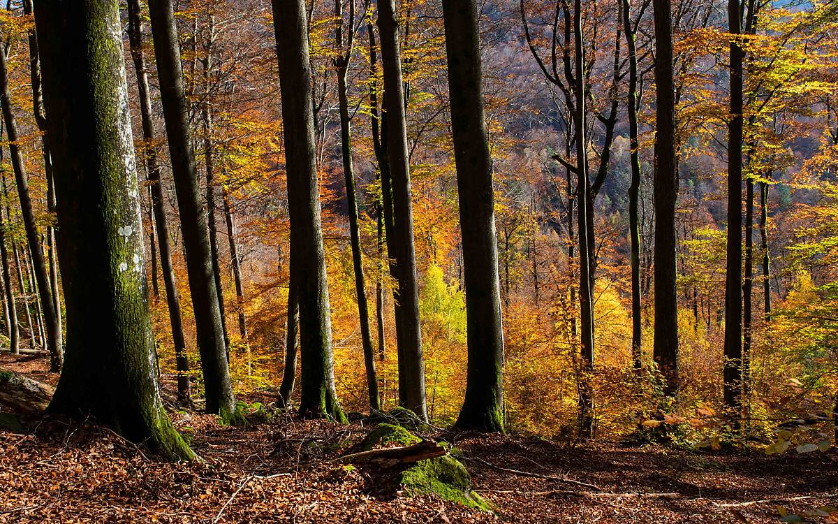 Pfälzer Wald aus Waldbilder aus Wildwäldern Foto: Burkard Stöcker