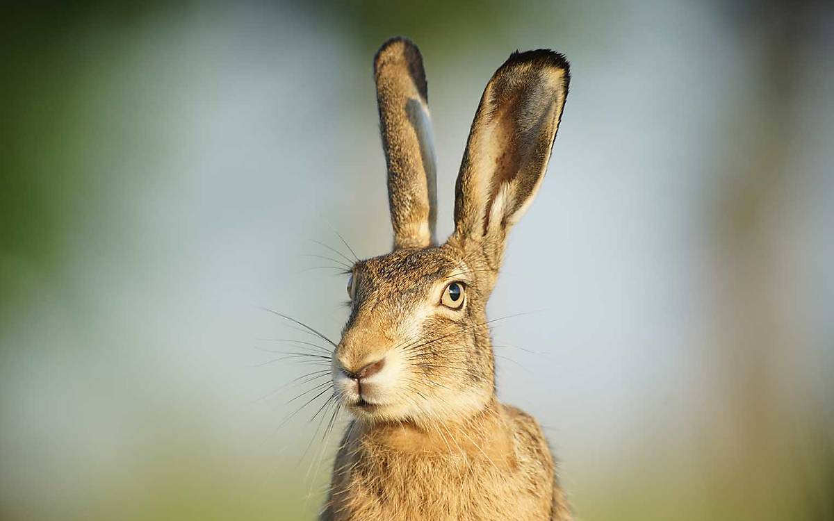 Feldhase (Lepus europaeus)