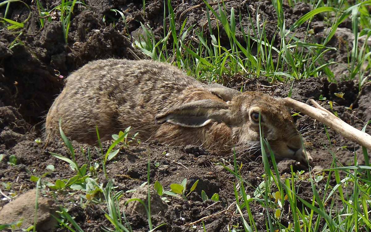 Feldhase (Lepus europaeus)