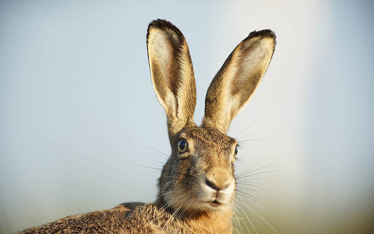 Feldhase (Lepus europaeus)