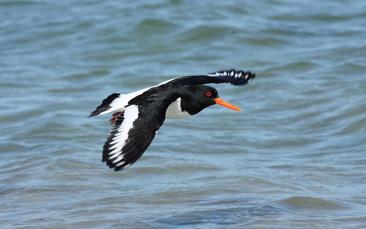 kuestenvoegel_austernfischer_fliegend_helgoland_benjamin_gnep_1