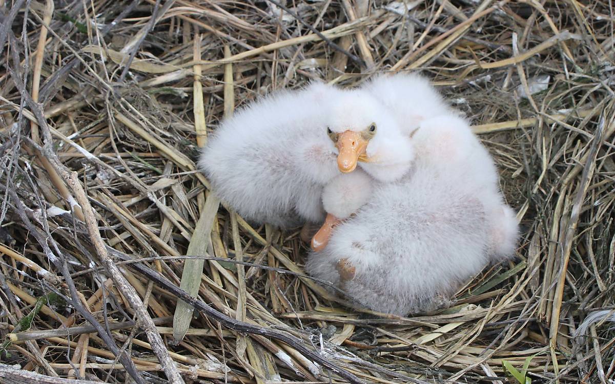 kuestenvoegel_loeffler_kueken_nest_trischen_benjamin_gnep