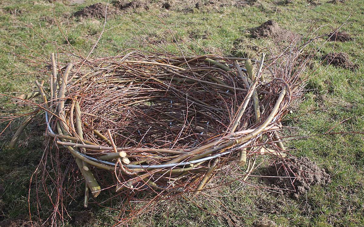 Die jungen, biegsamen Ruten werden in Klepelshagen für den Bau von Nistkörben für Fischadler und Weißstorch genutzt.