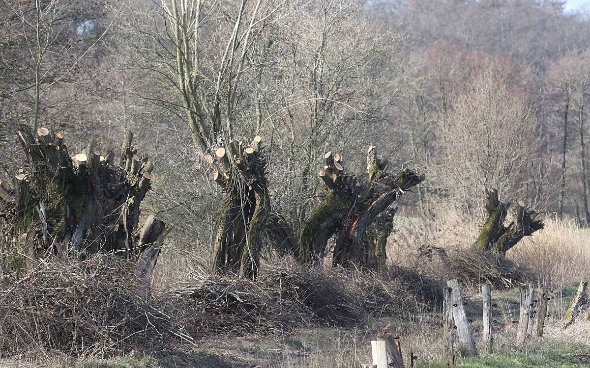 Alte Kopfweiden nach dem Schnitt. Der Gehölzschnitt wird als Benjeshecke aufgeschichtet.