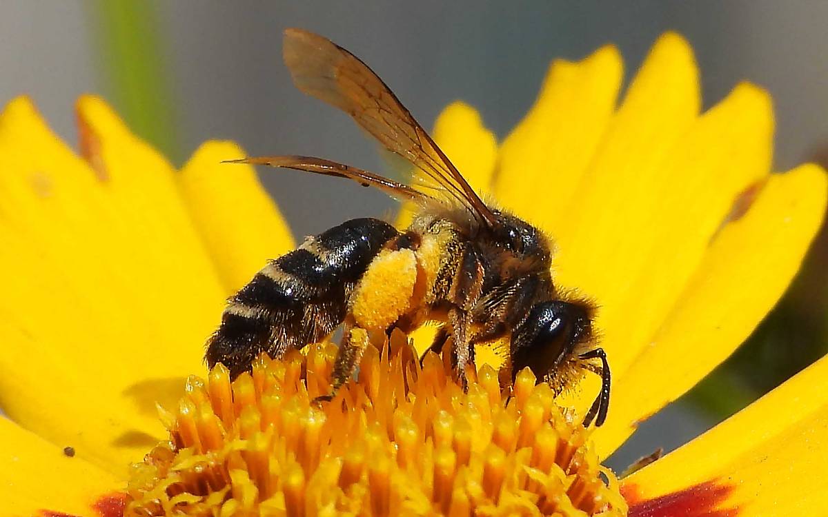 galerie_sandbiene-andrena-denticulata-fotocredit-istock-de1967