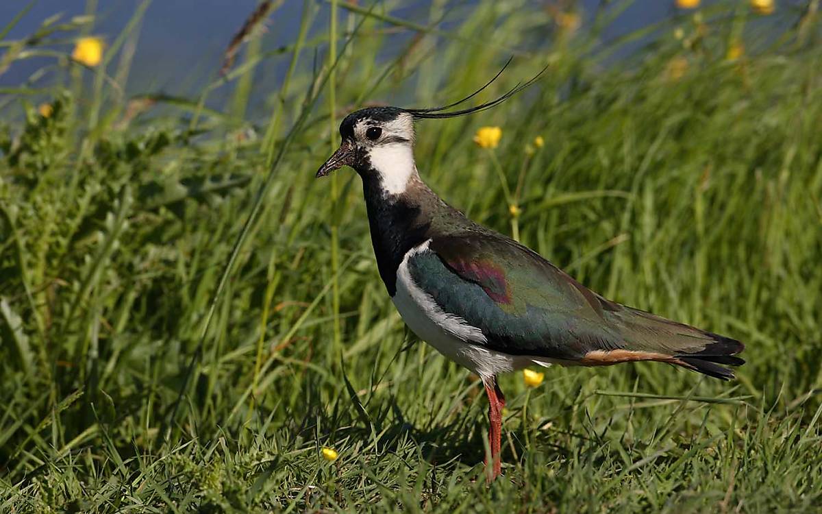 Der Kiebitz (Vanellus vanellus) ist ausgewachsen etwa taubengroß.