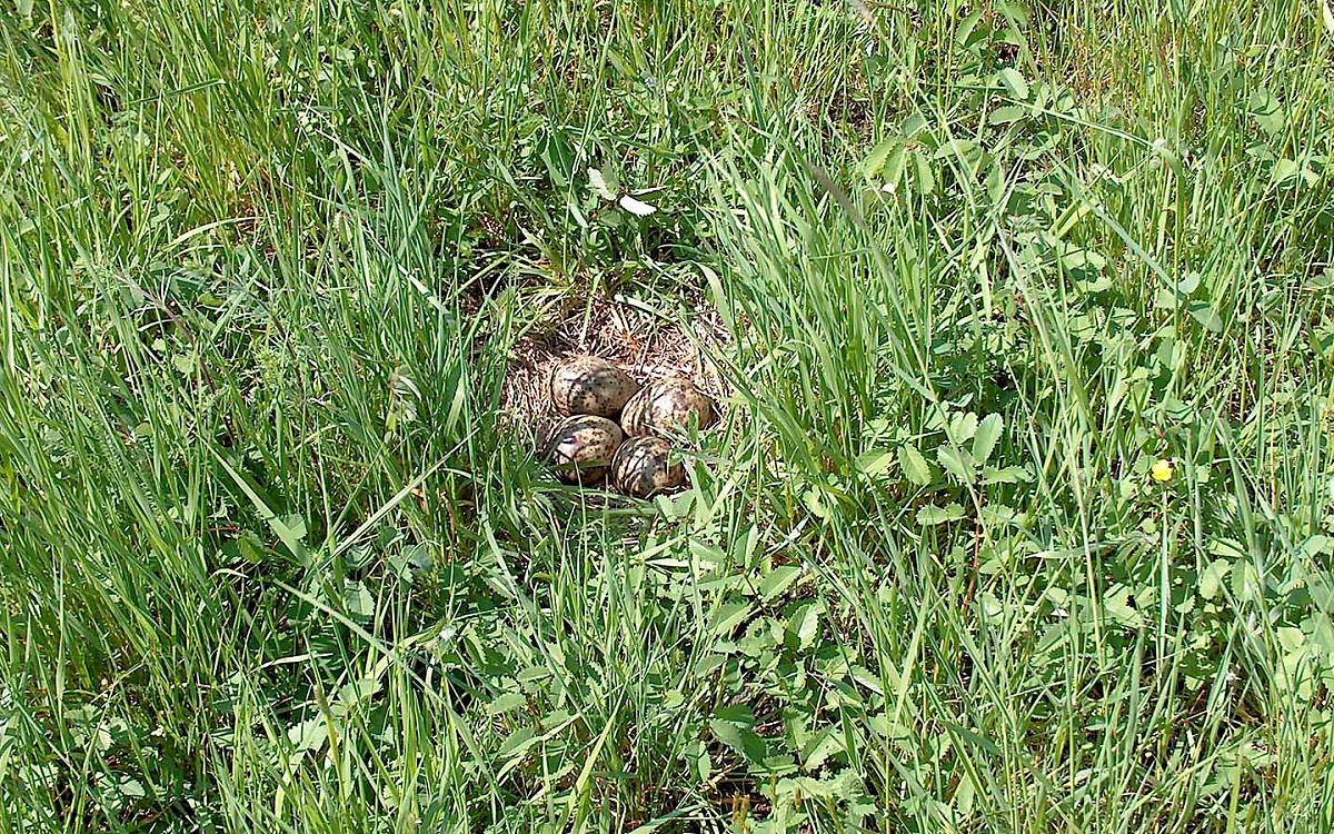 Das Gelege eines Großen Brachvogels, eines typischen Bodenbrüters.