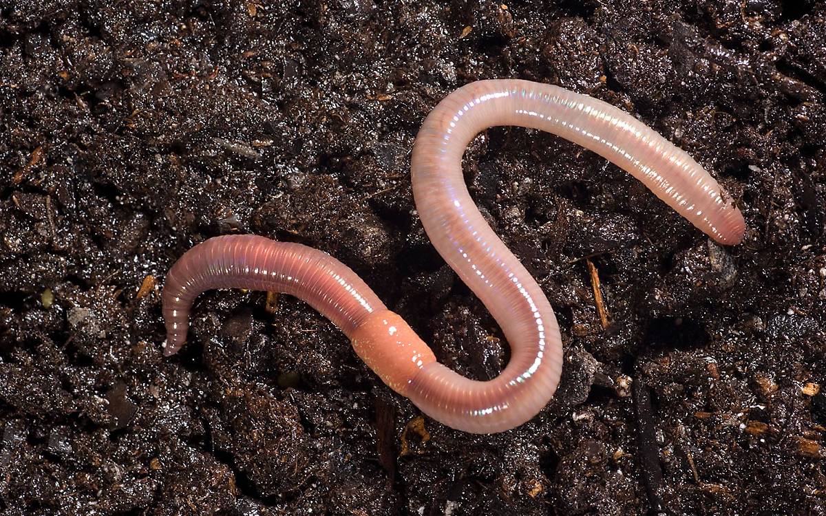 Gewöhnlicher Regenwurm (Lumbricus terrestris)