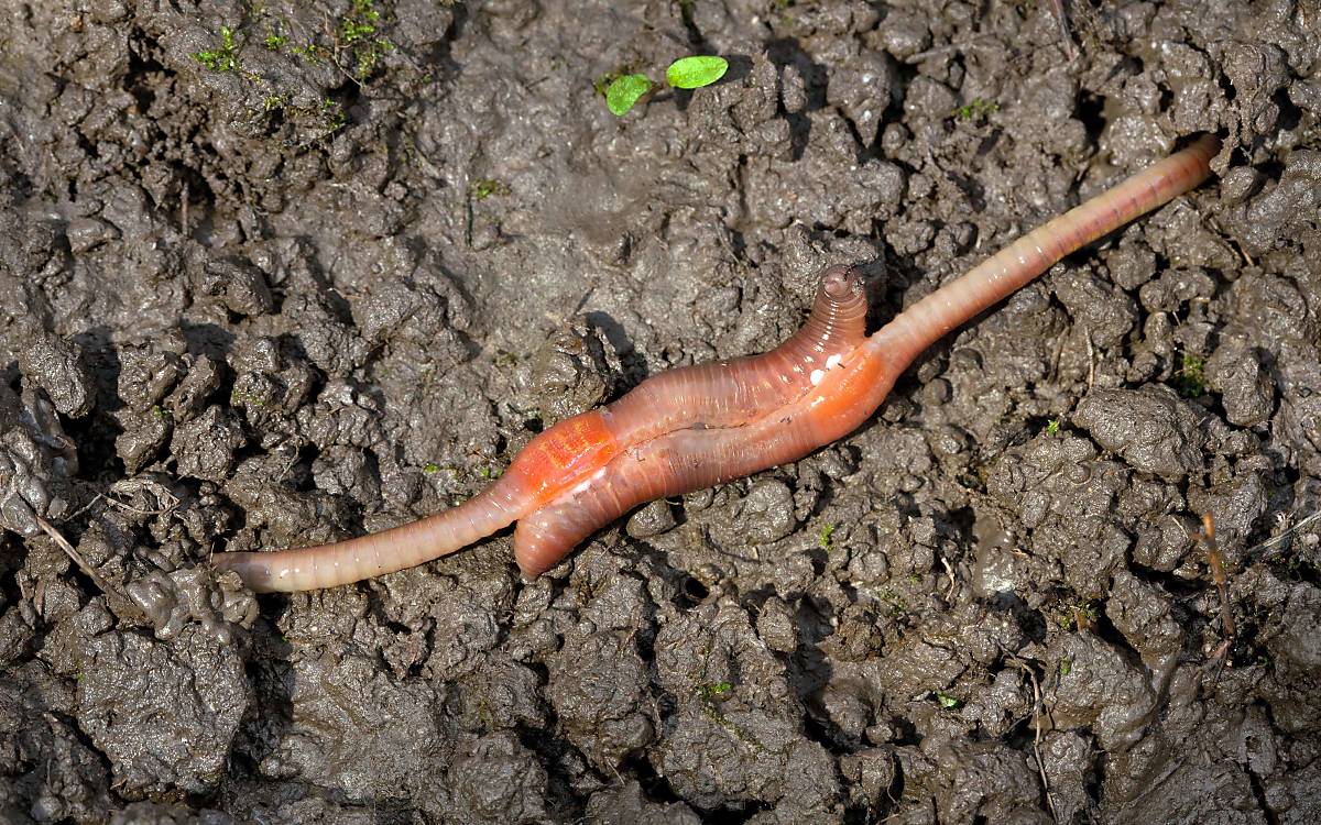 Regenwürmer bei der Paarung Foto: Majna / Alamy Stockfoto