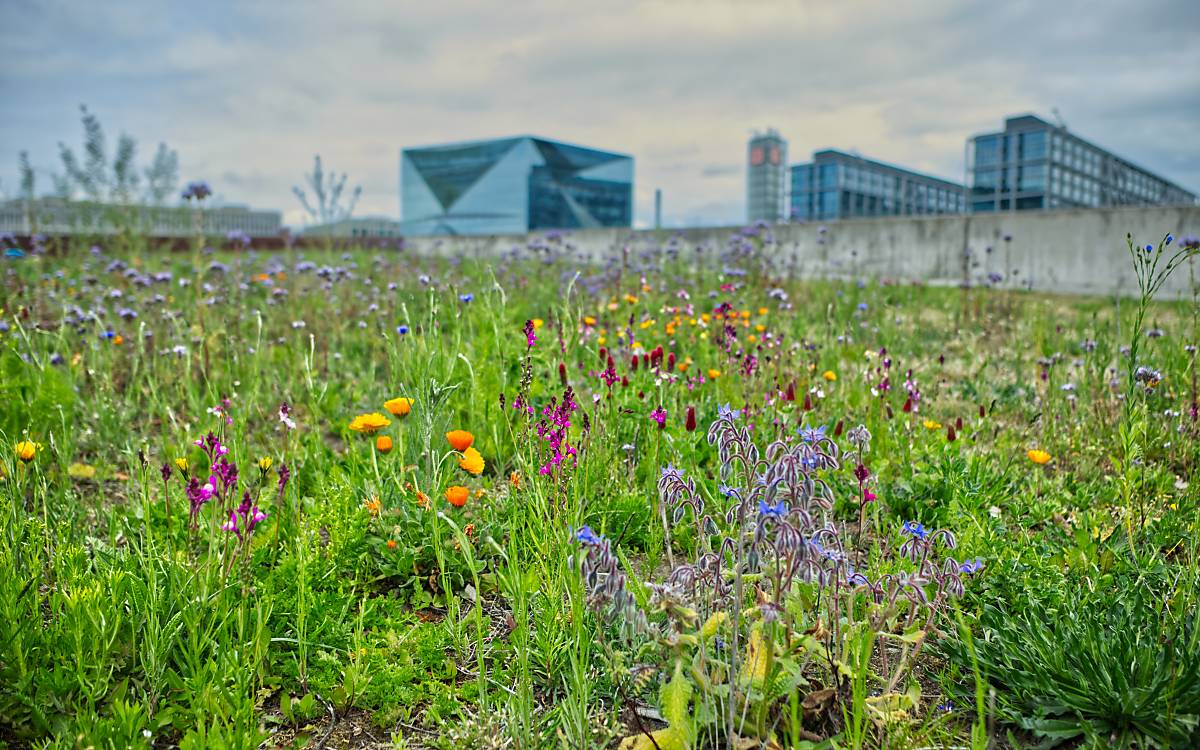 berlin-blueht-auf_stella-weweler___xt206285_wildbienen-berliner-projektflaeche