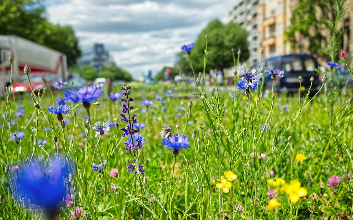 berlin-blueht-auf_stella-weweler___xt206453_wildbienen-berliner-projektflaeche-bluete-nahaufnahme-strassenmitte