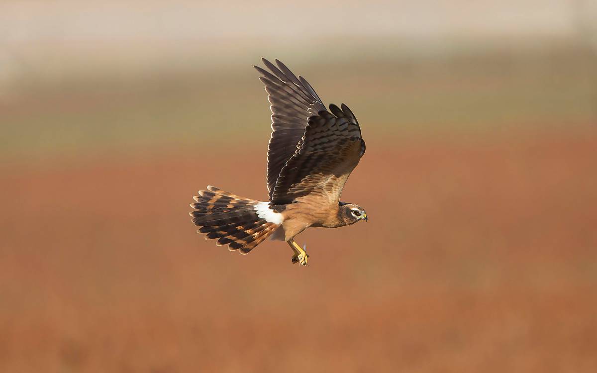 Wiesenweihe im Flug Foto: imageBROKER.com / Ardea / George Reszeter