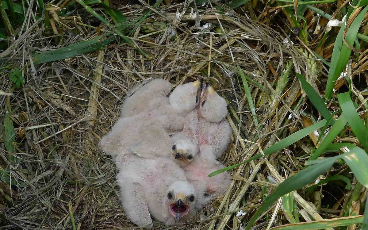 nestschutz-wiesenweihe_voker-guenther___l1070201_wiesenweihe-nest-im-getreidefeld