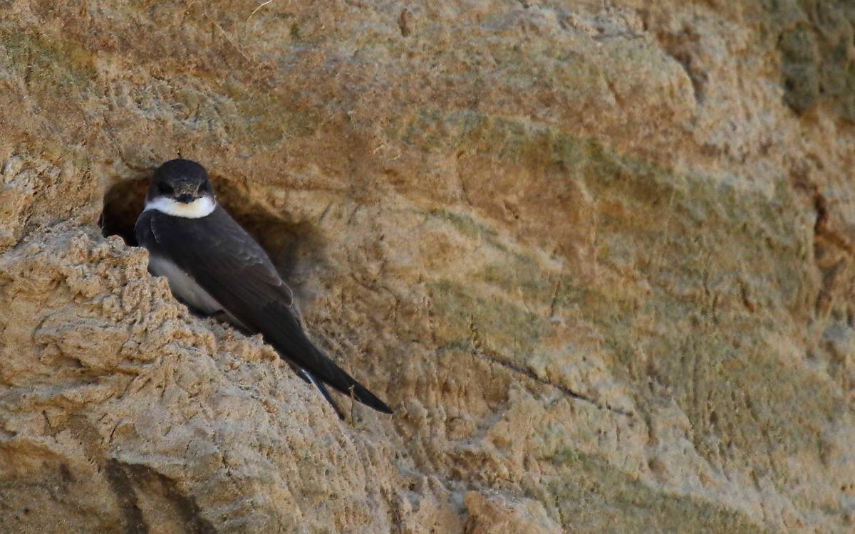 uferschwalben_galerie_uferschwalbe-im-nest_michael-tetzlaff