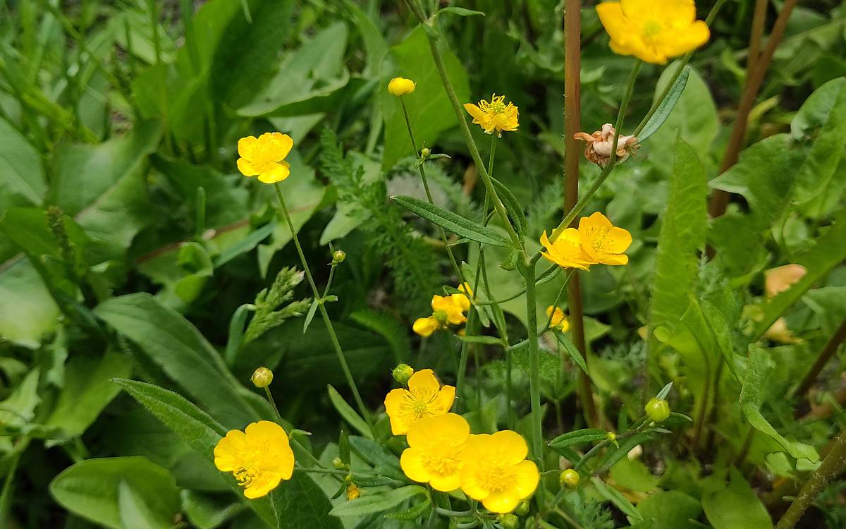 Scharfe Hahnenfuß (Ranunculus acris)