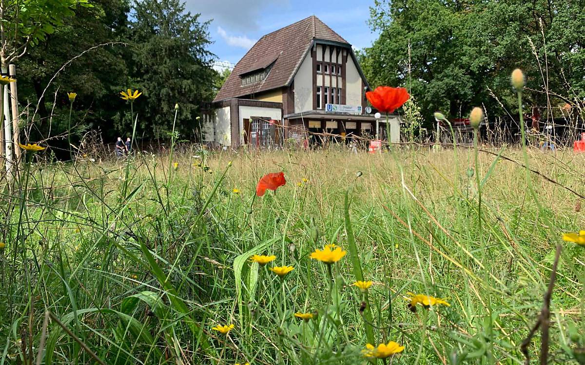 wildblumenwiesen-an-hamburger-u-und-s-bahnhoefen_2021-0824-ohlsdorf_dirk_carstensen