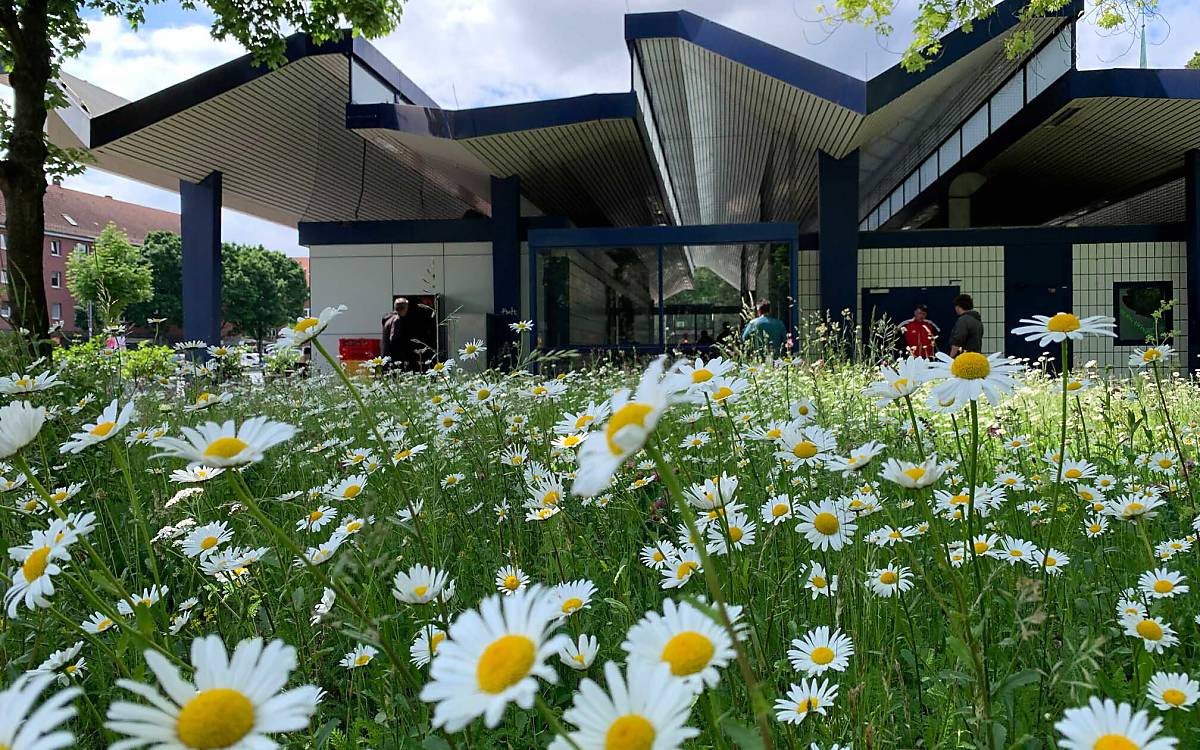 wildblumenwiesen-an-hamburger-u-und-s-bahnhoefen_burgstrasse-2022-06-02_dirk_carstensen