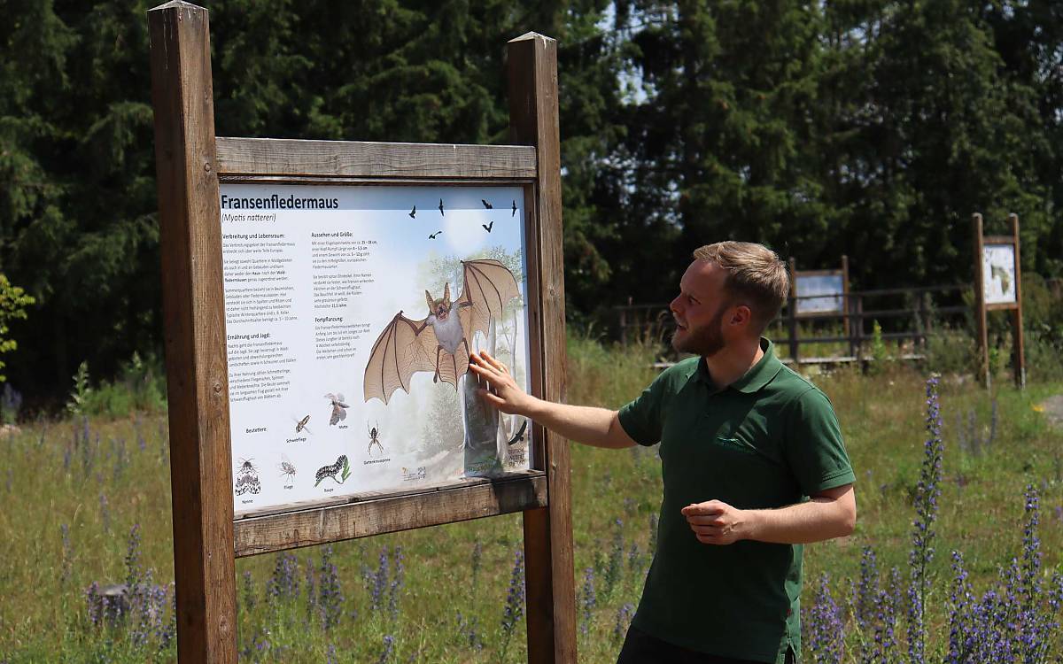 Hergen Skibbe an der Infotafel über die Fransenfledermaus