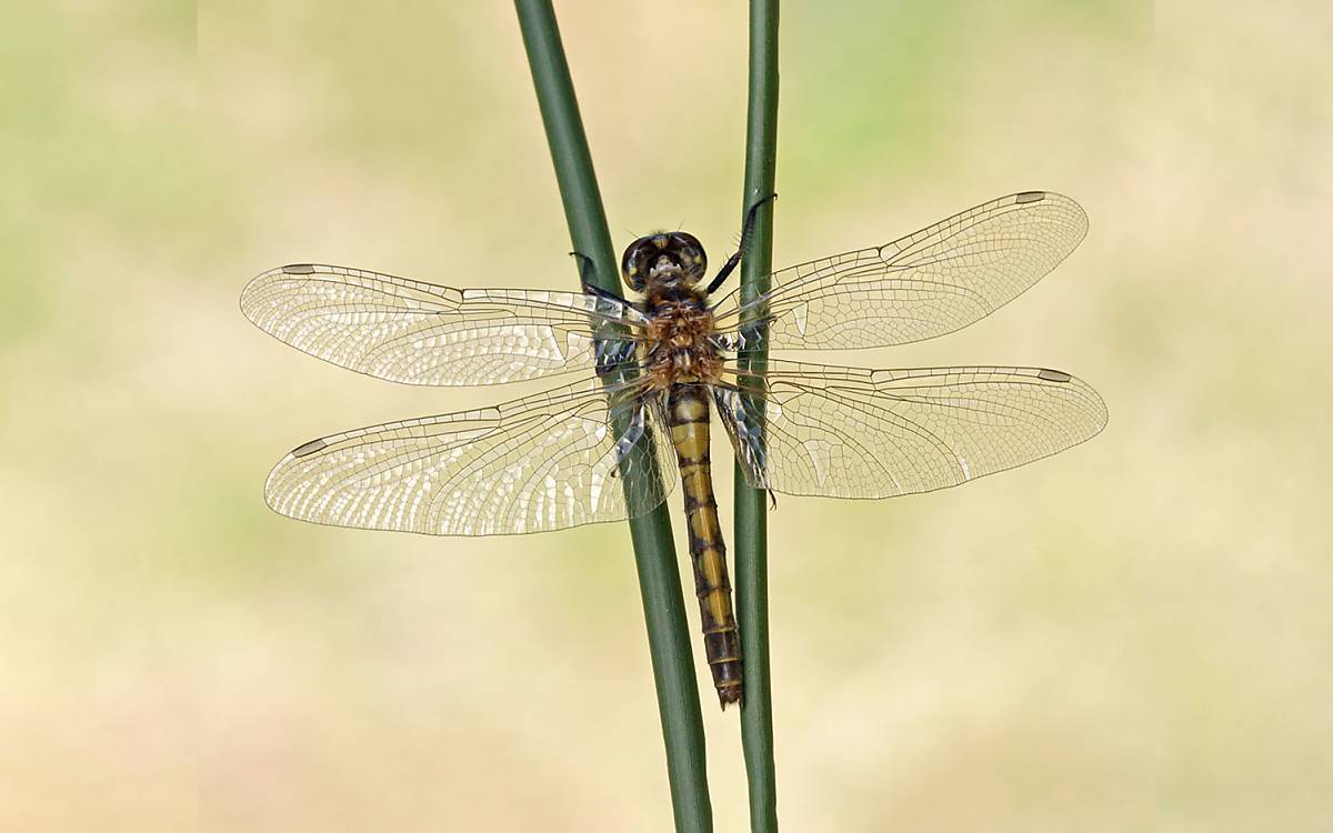 Weibliche Nordische Moosjungfer (Leucorrhinia rubicunda)