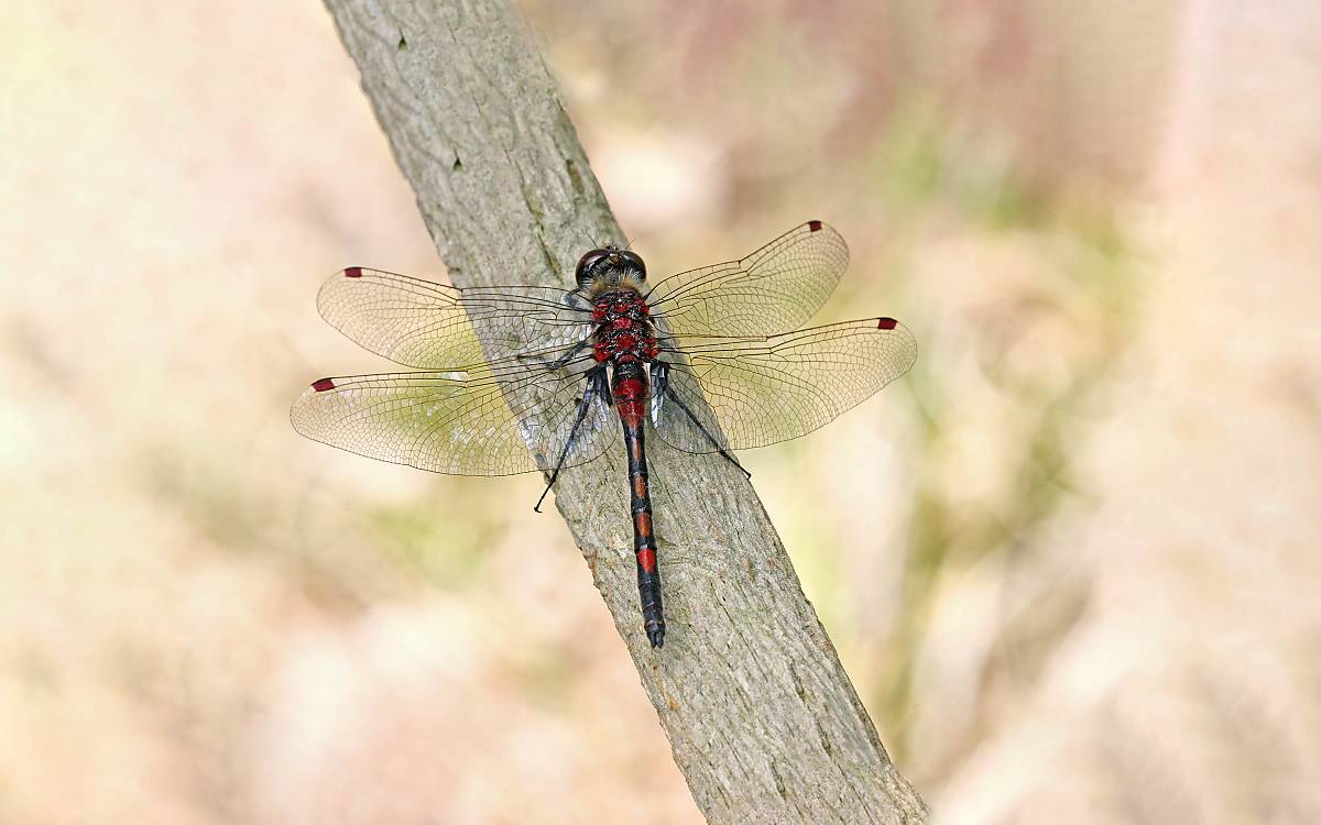 Nordische Moosjungfer (*Leucorrhinia rubicunda*) Foto: Andreas Hein