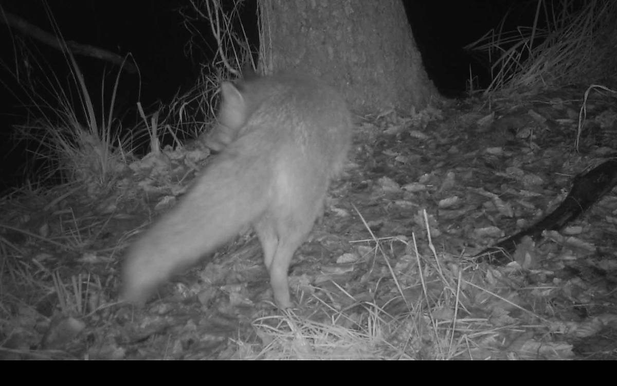 In der Nacht lässt sich ein Fuchs blicken.