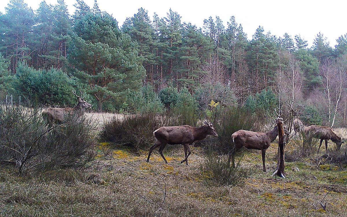 Aufnahme einer Wildtierkamera Copyright: Deutsche Wildtier Stiftung