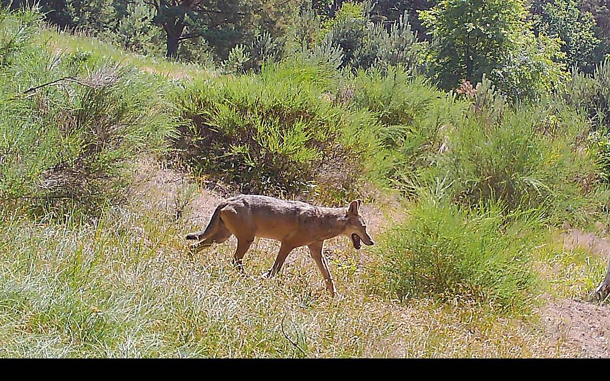 Auf der Naturerbefläche Rechlin wurde sogar ein Wolf von einer Wildtierkamera abgelichtet.