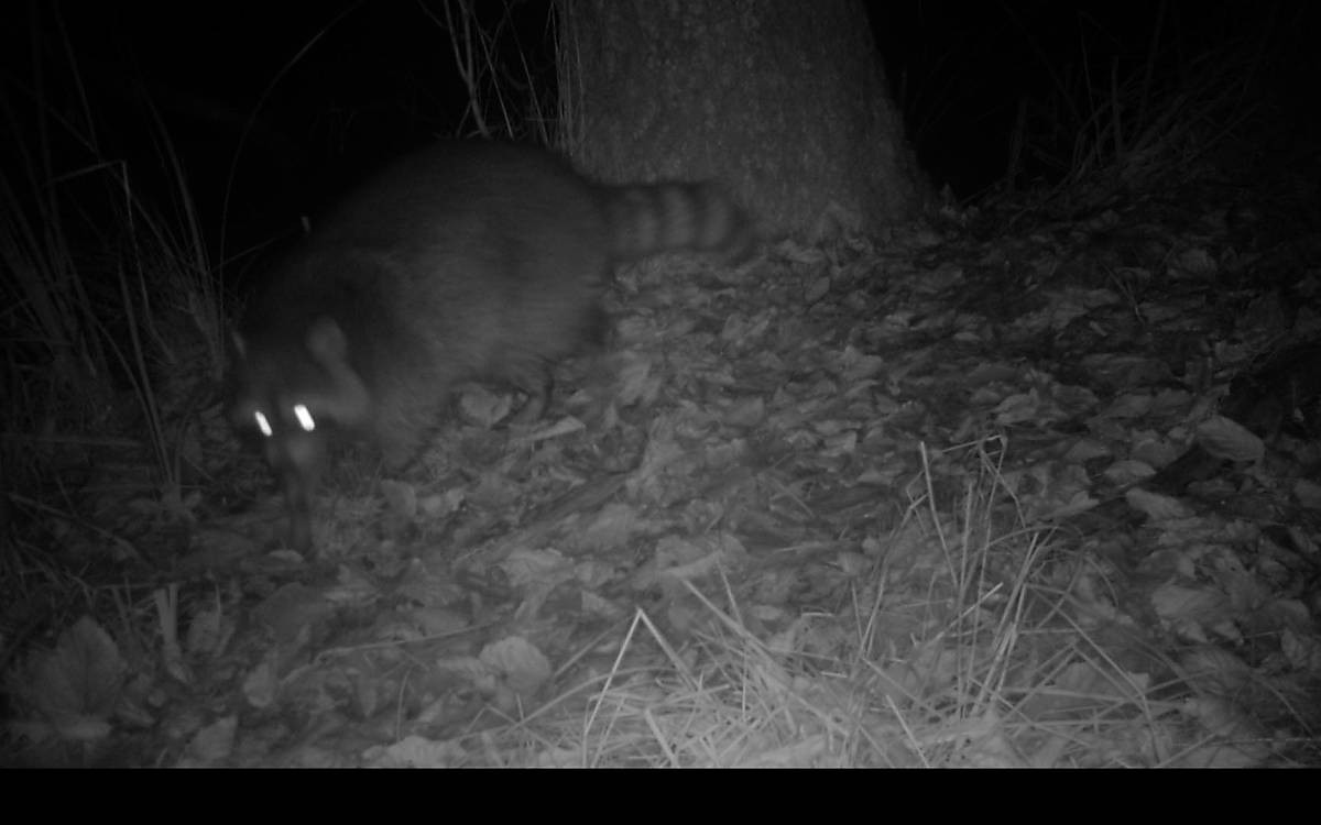 Ein Waschbär ist deutlich an seinem geringelten Schwanz zu erkennen.