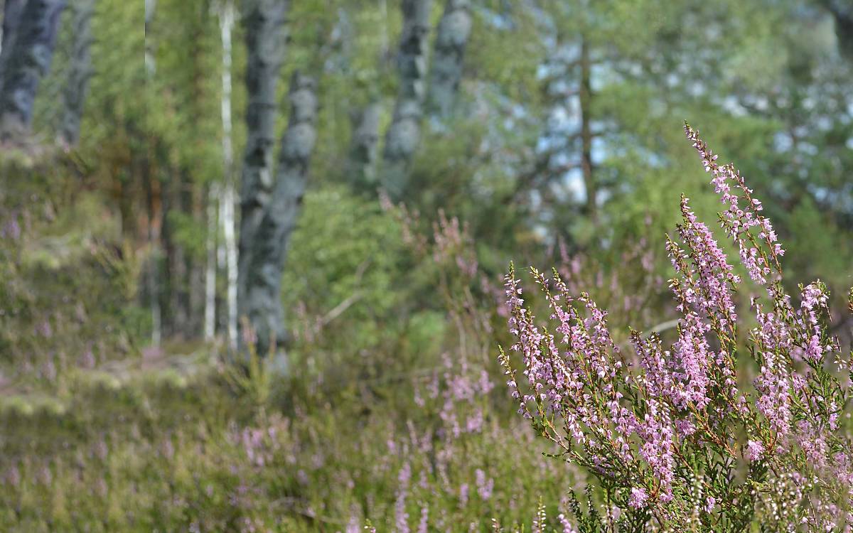 Besenheide Foto: Sophia Lansing