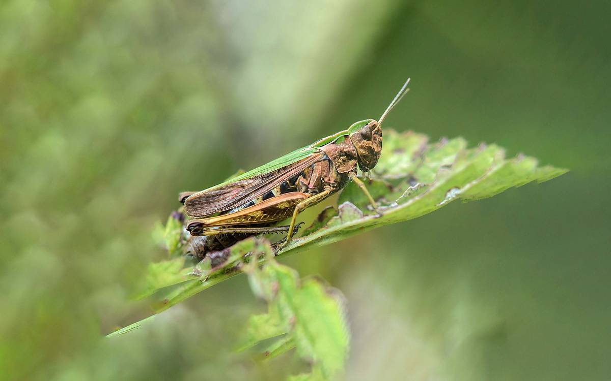 pflanzen-und-tiere-der-wacholderheide_jan-haft_bunter-grashuepfer