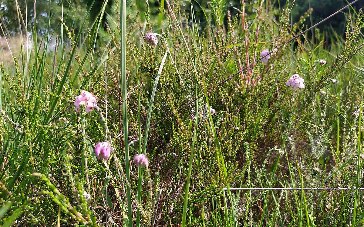 pflanzen-und-tiere-der-wacholderheide_glockenheide_nah_sophia-lansing