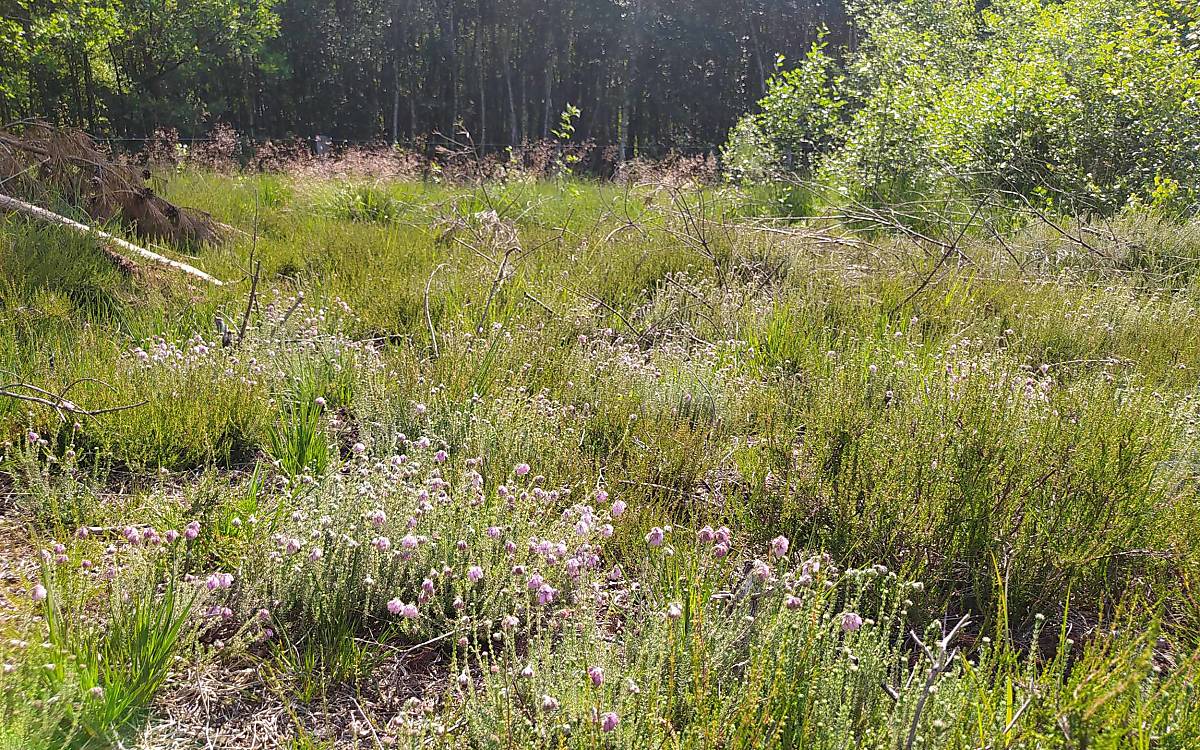 pflanzen-und-tiere-der-wacholderheide_glockenheide-2_landschaft_wacholderheide_fintel_sophia-lansing