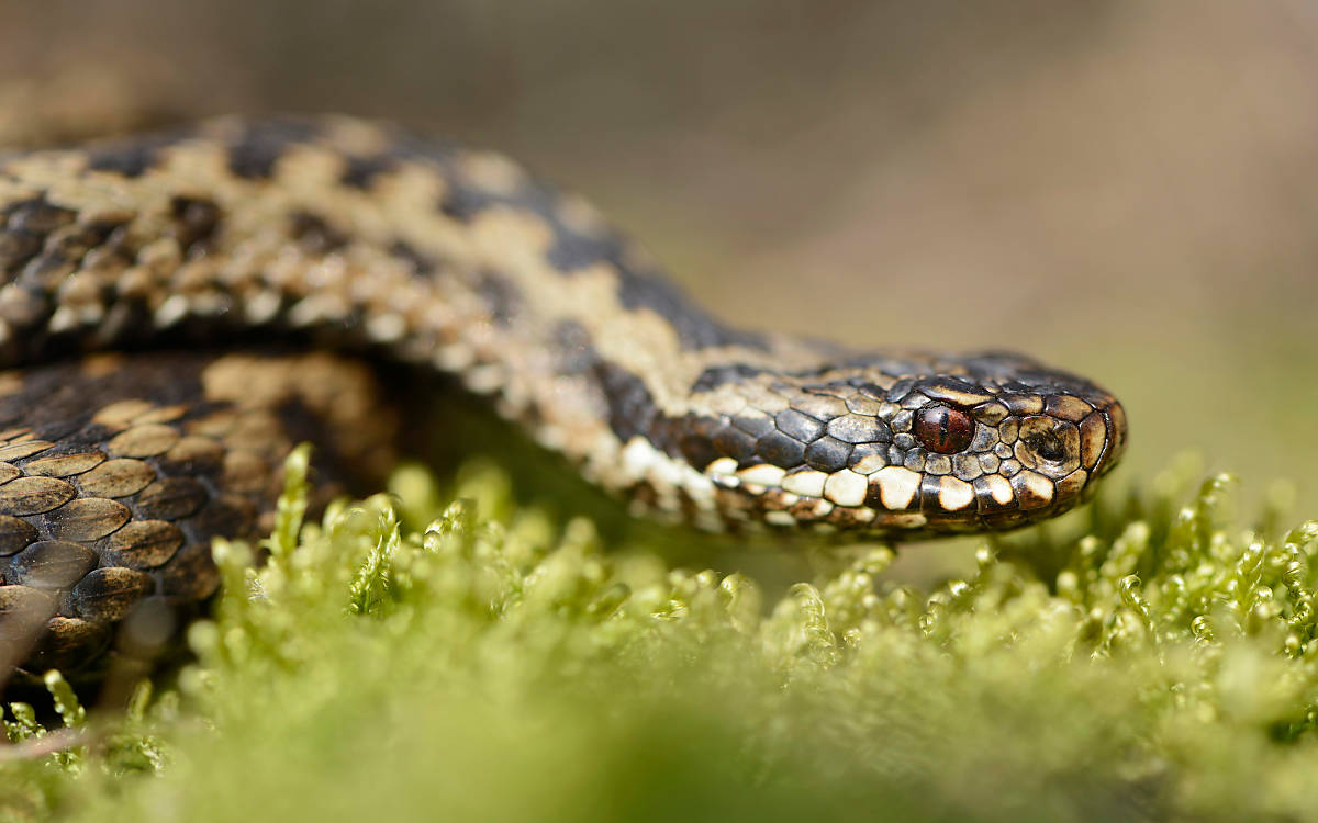 pflanzen-und-tiere-der-wacholderheide_kreuzotter_vipera-berus_imagebroker-erhard-nerger