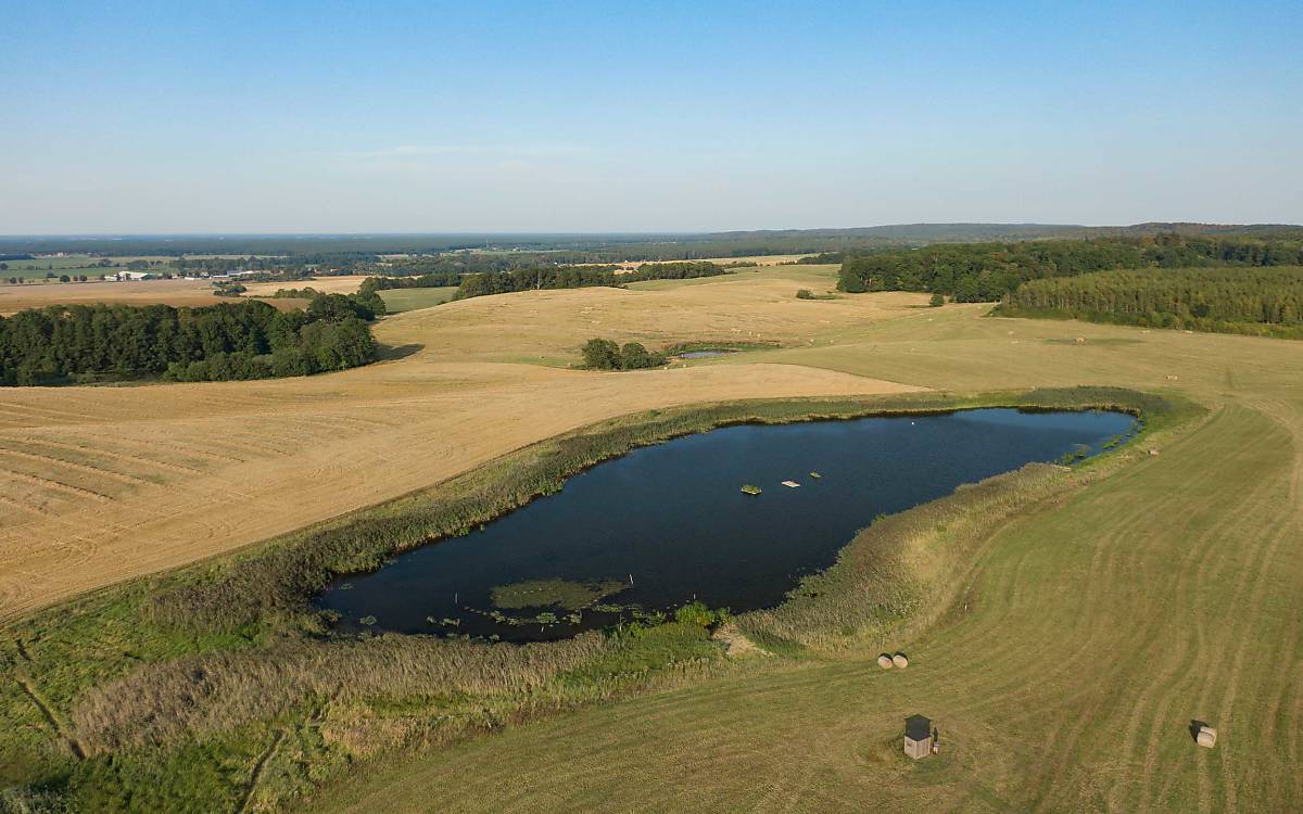 Auf dem Hinterwiesenweiher brütet die seltene Trauerseeschwalbe.