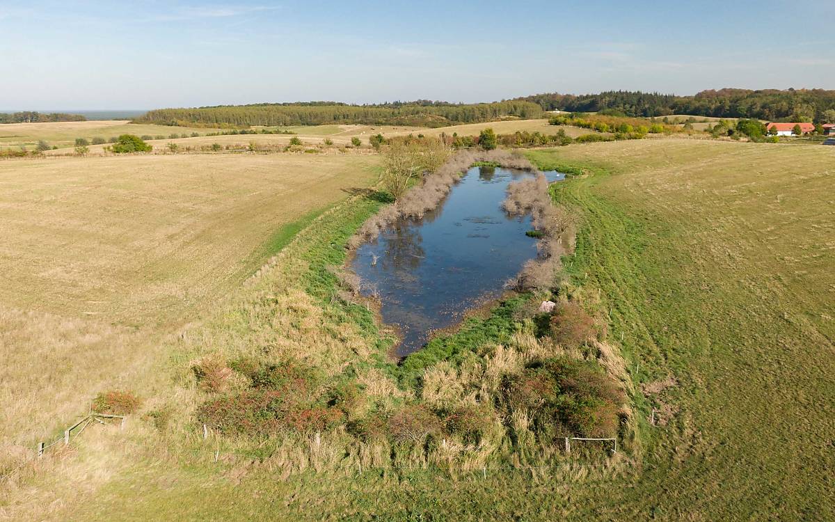 Der Schmiedegrund ist ein Paradies für die Rotbauchunke.