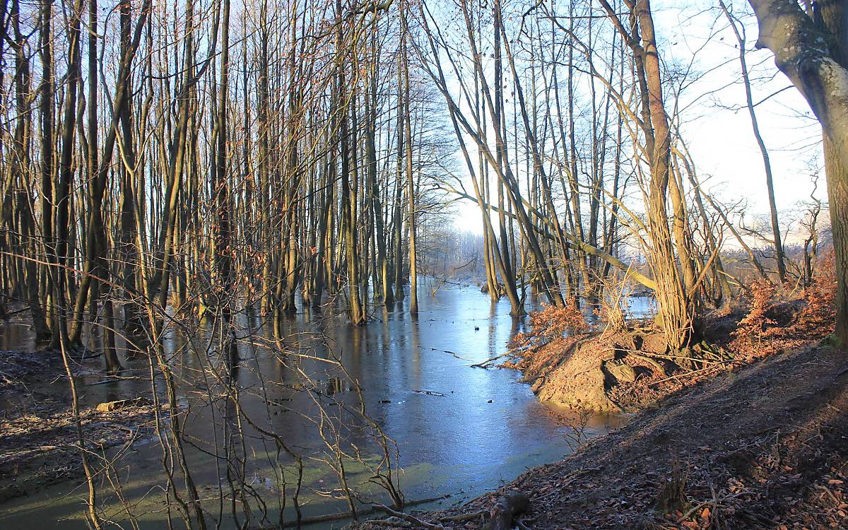 beispiele-fuer-wiedervernaesste-flaechen_kienbruch-1_michael-tetzlaff