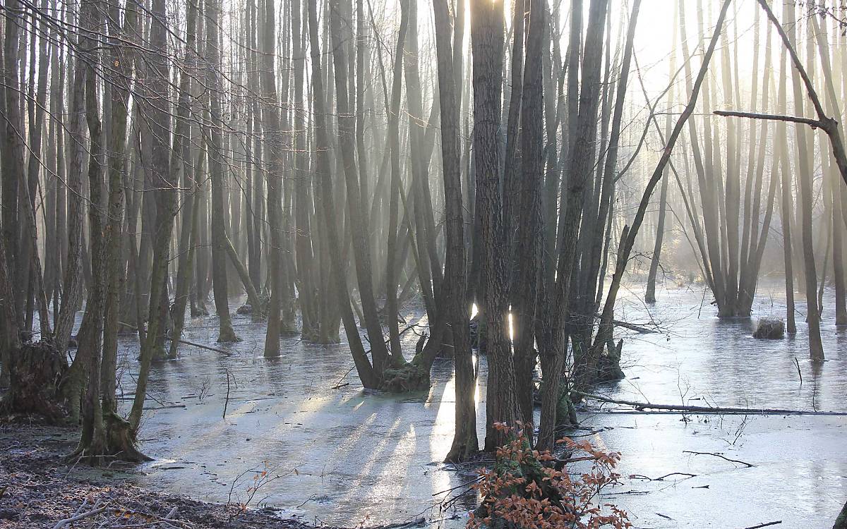 beispiele-fuer-wiedervernaesste-flaechen_kienbruch-im-winter_michael-tetzlaff