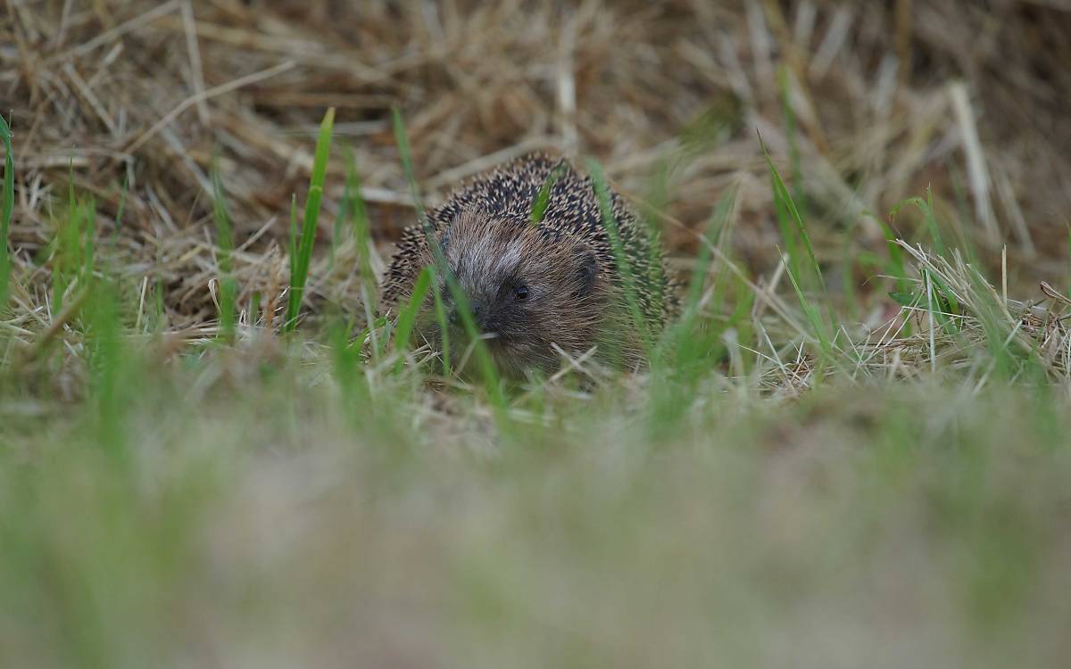 Igel – Foto: Enrico Schubert