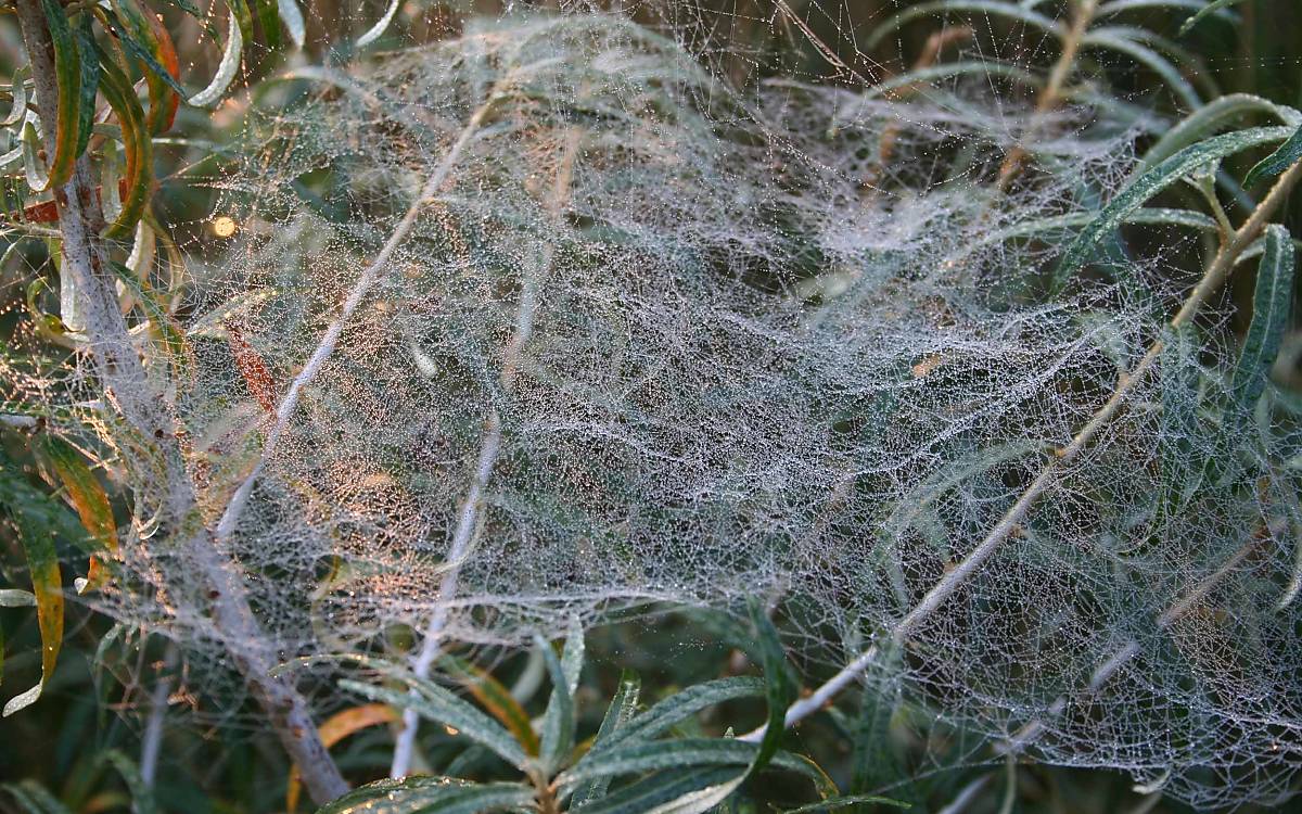 Die für den Altweibersommer typischen Spinnennetze mit Tautropfen
