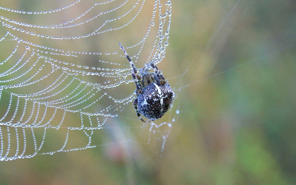 Eine Gartenkreuszspinne (Araneus diadematus) repariert ihr Netz.